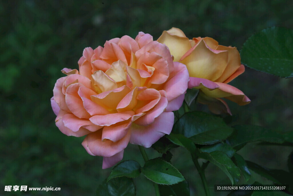 月季花  