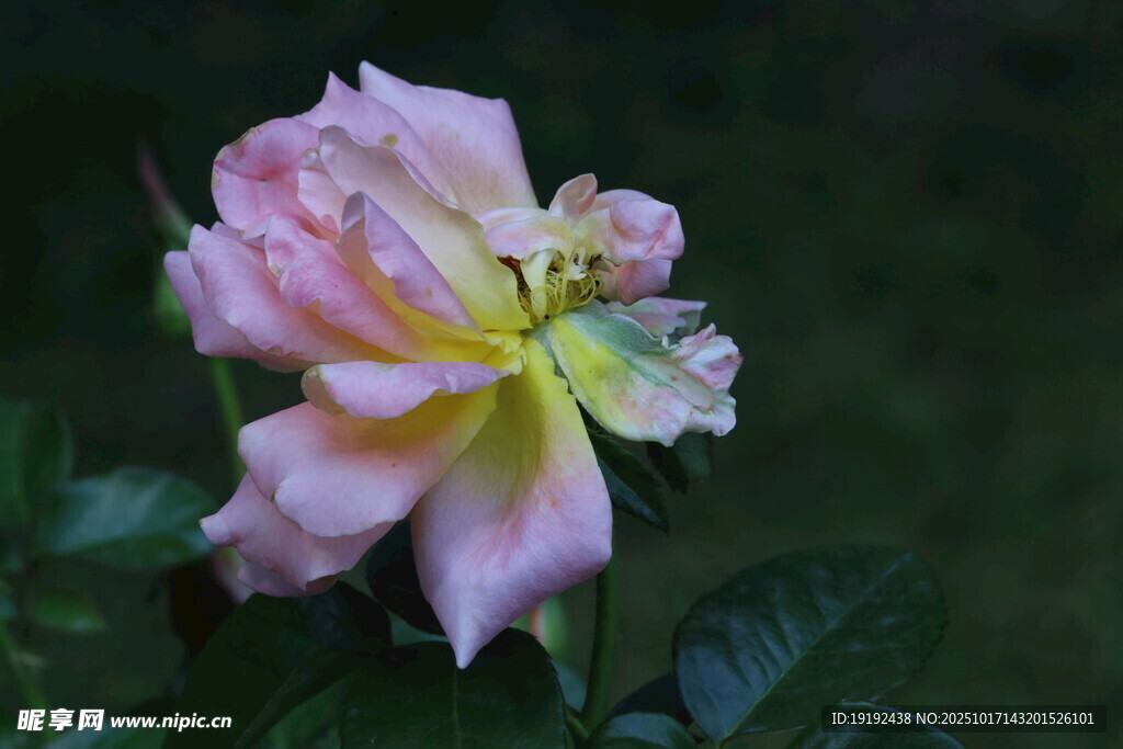月季花 