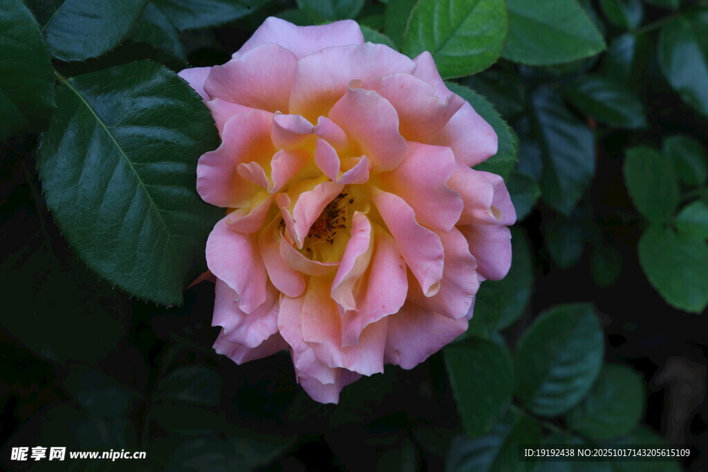 月季花  
