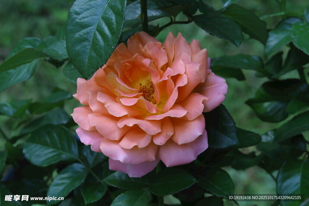 月季花  