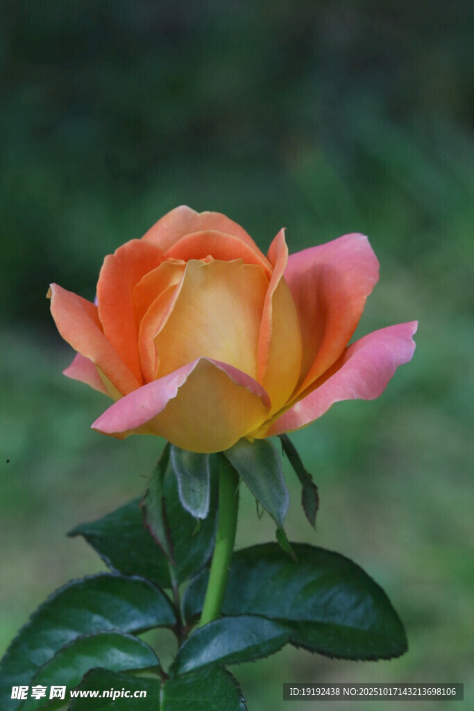 月季花 