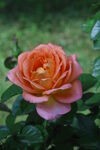 月季花 