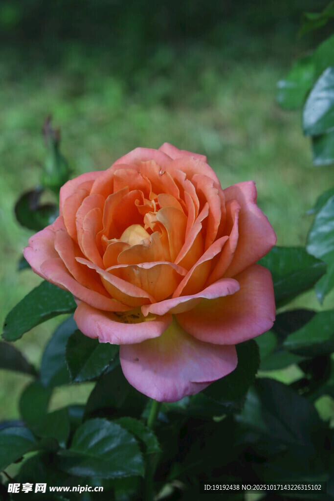 月季花 