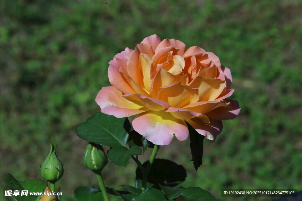 月季花 