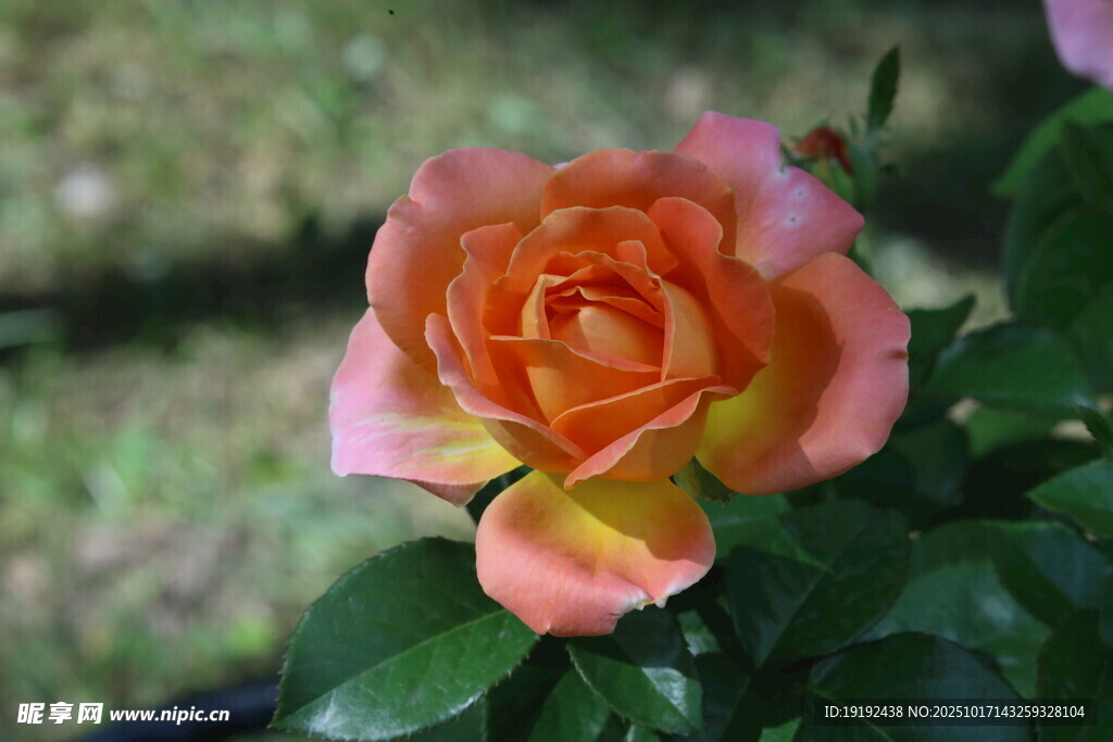 月季花  