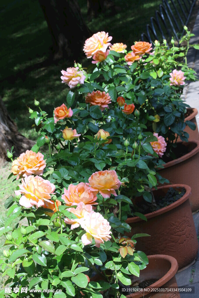 月季花 