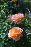 月季花 