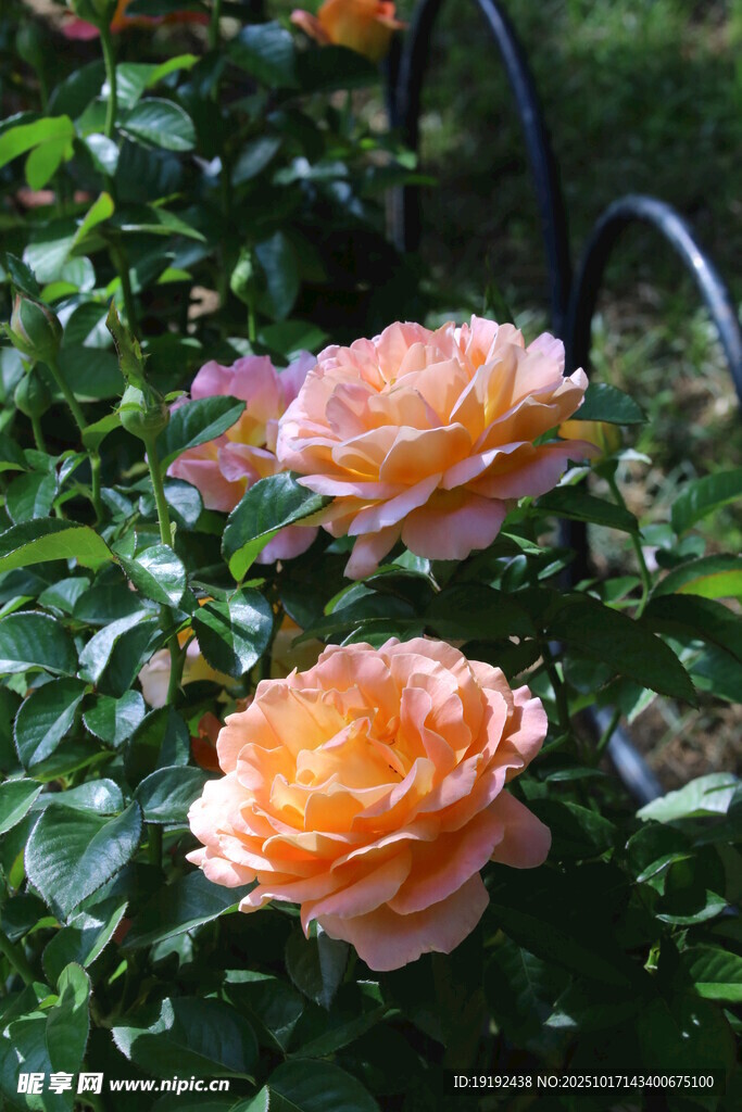 月季花 