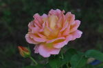 月季花 