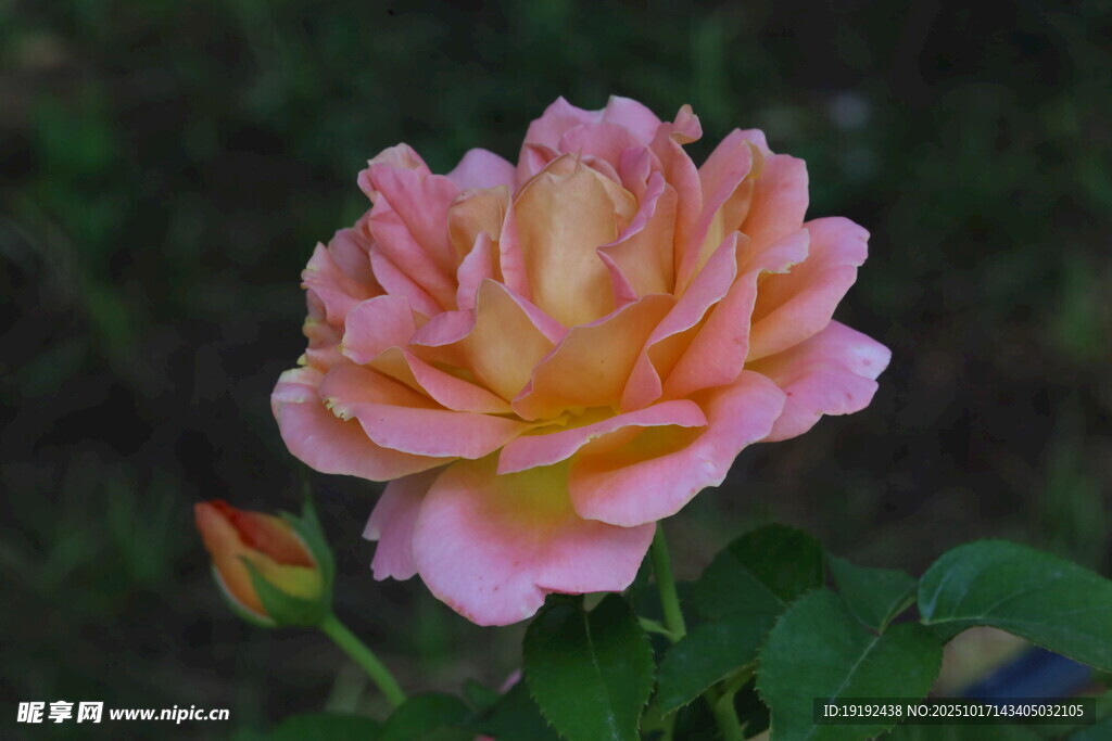 月季花 