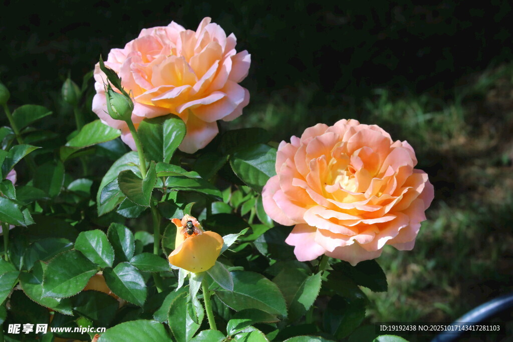 月季花 
