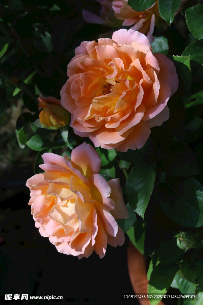 月季花  