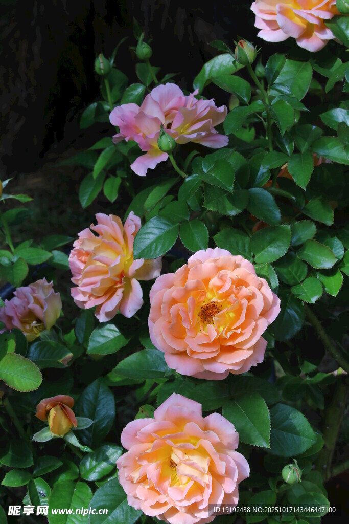 月季花 