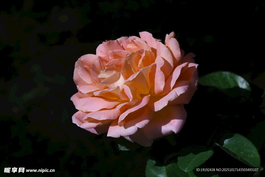 月季花 