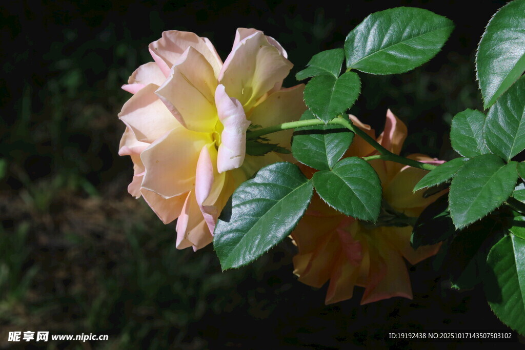 月季花  
