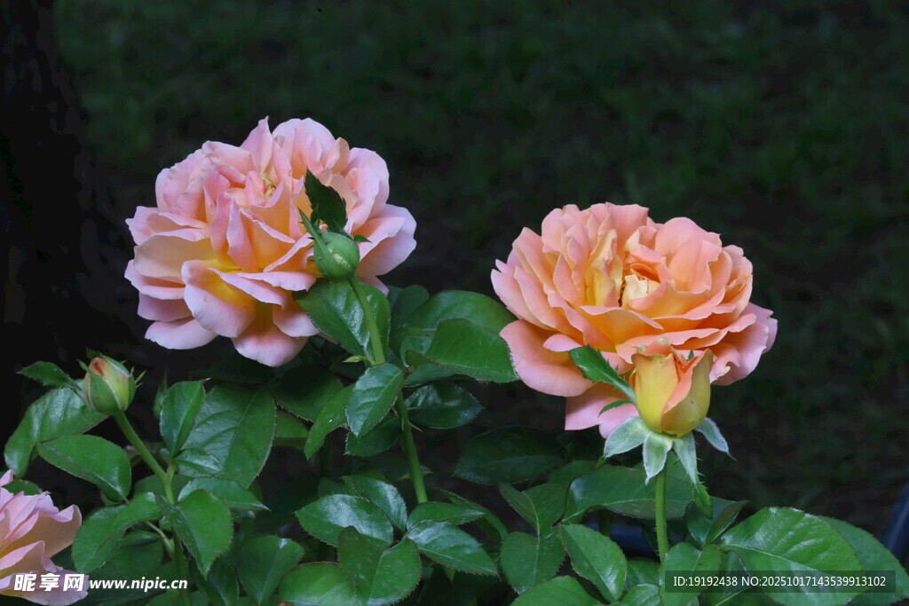 月季花 
