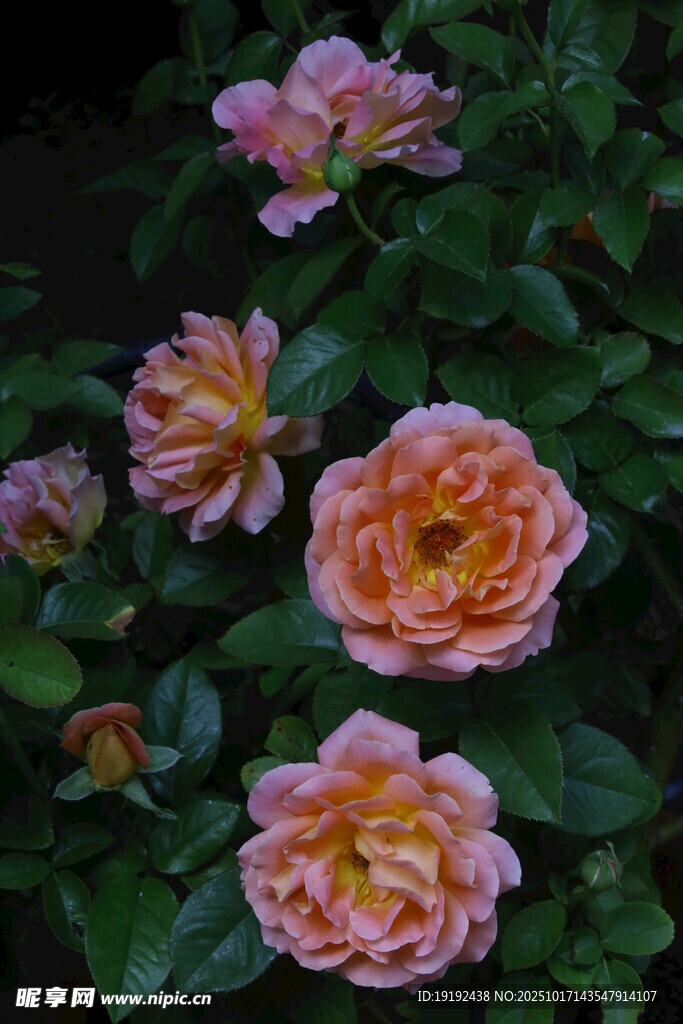 月季花  