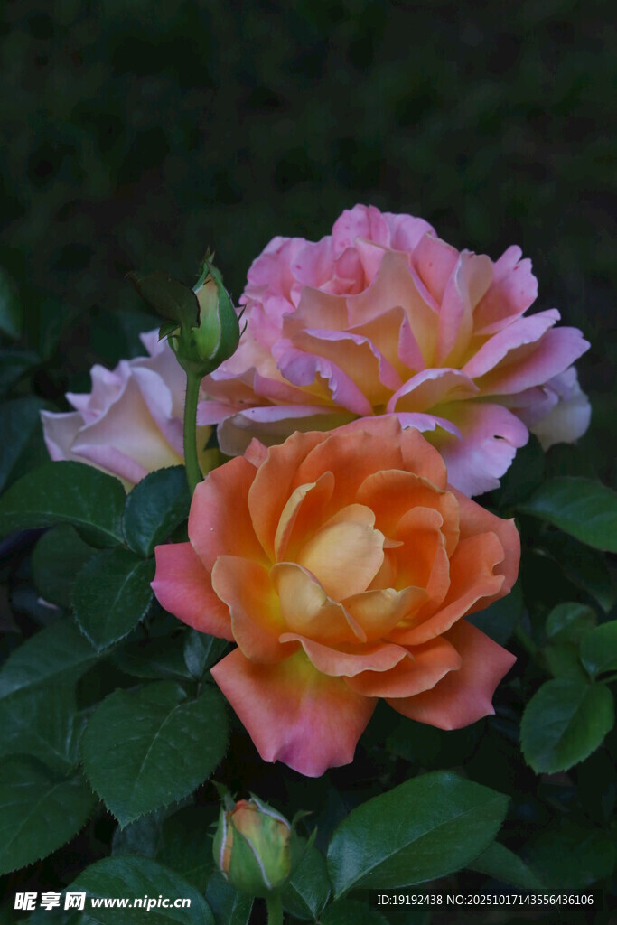月季花  