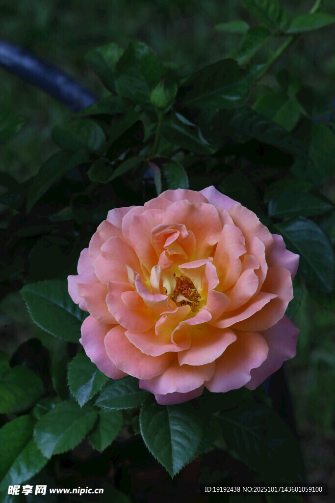 月季花 