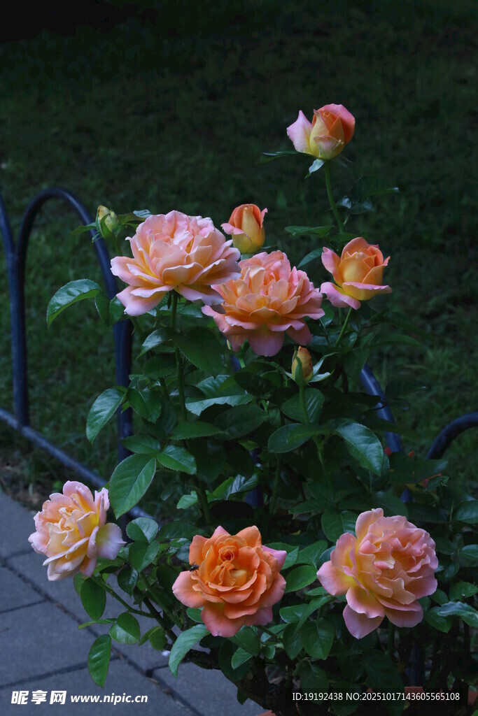月季花 