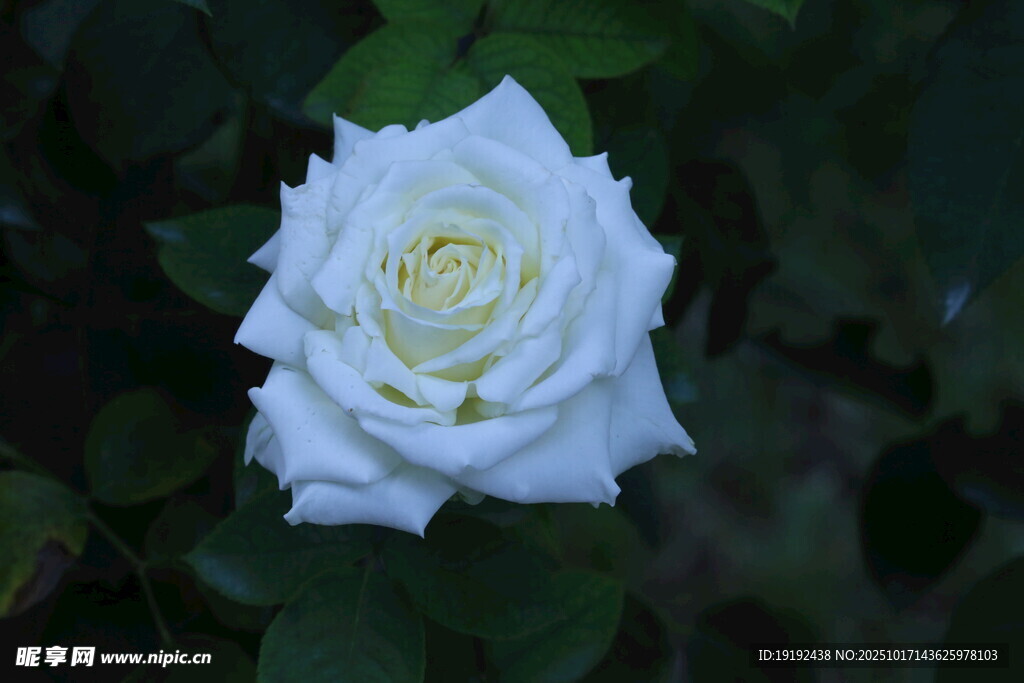 月季花  