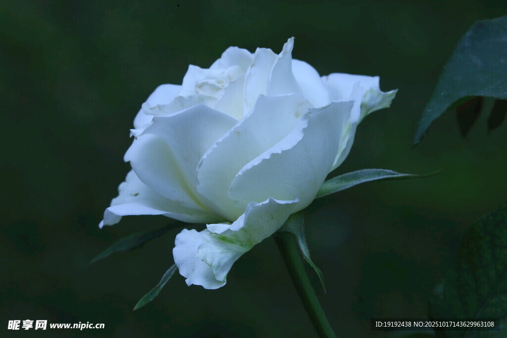月季花 
