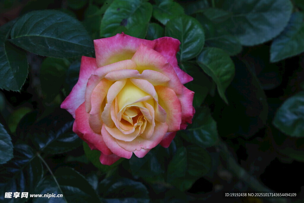 月季花 