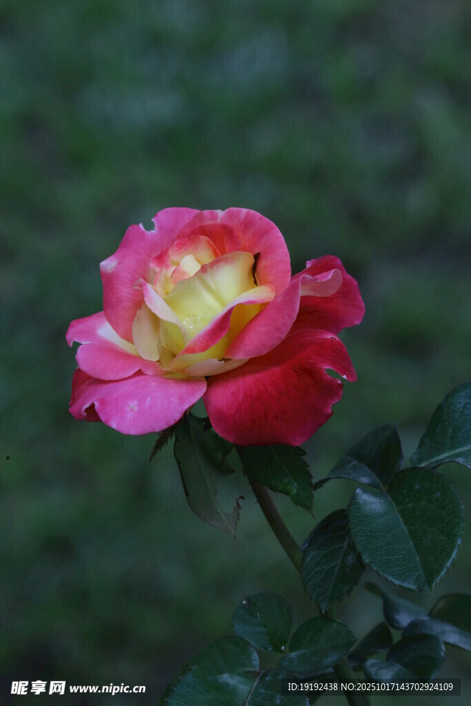 月季花  