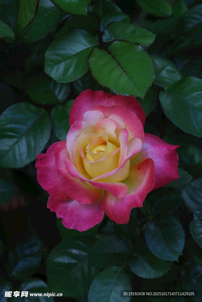 月季花  