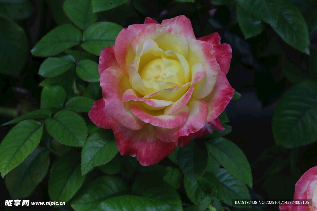月季花  