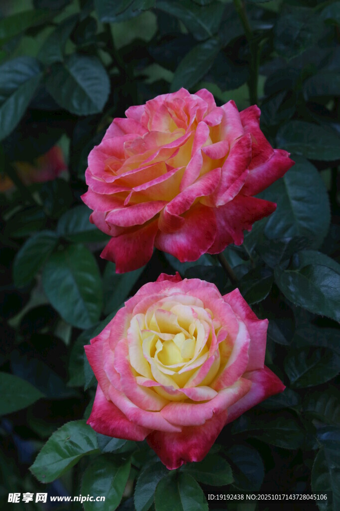月季花  