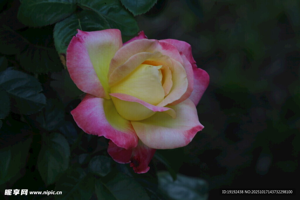 月季花 