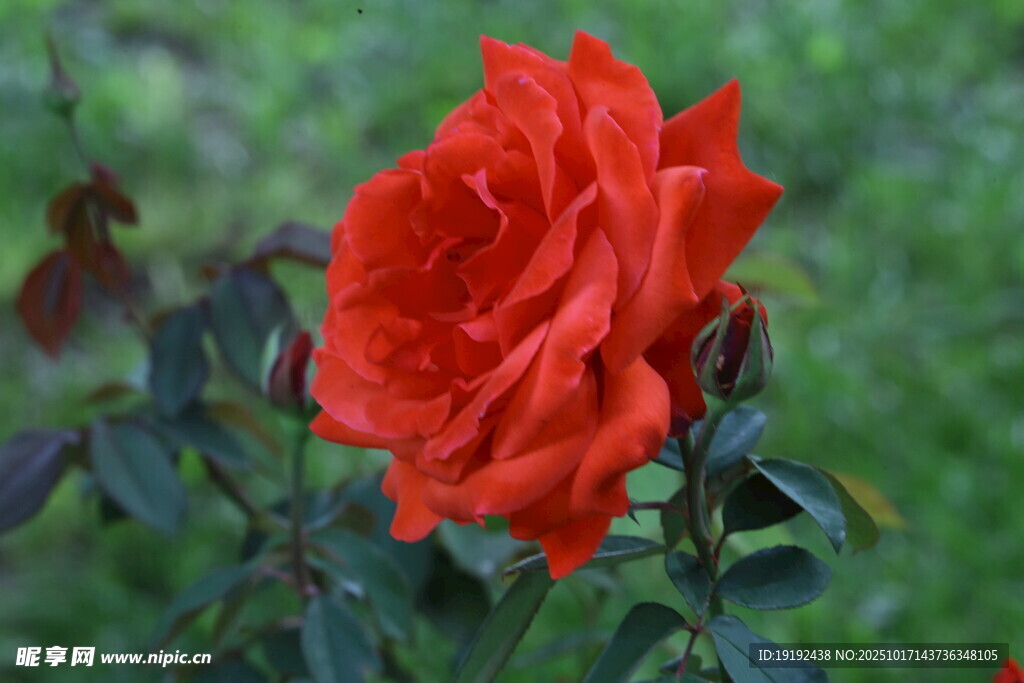 月季花 