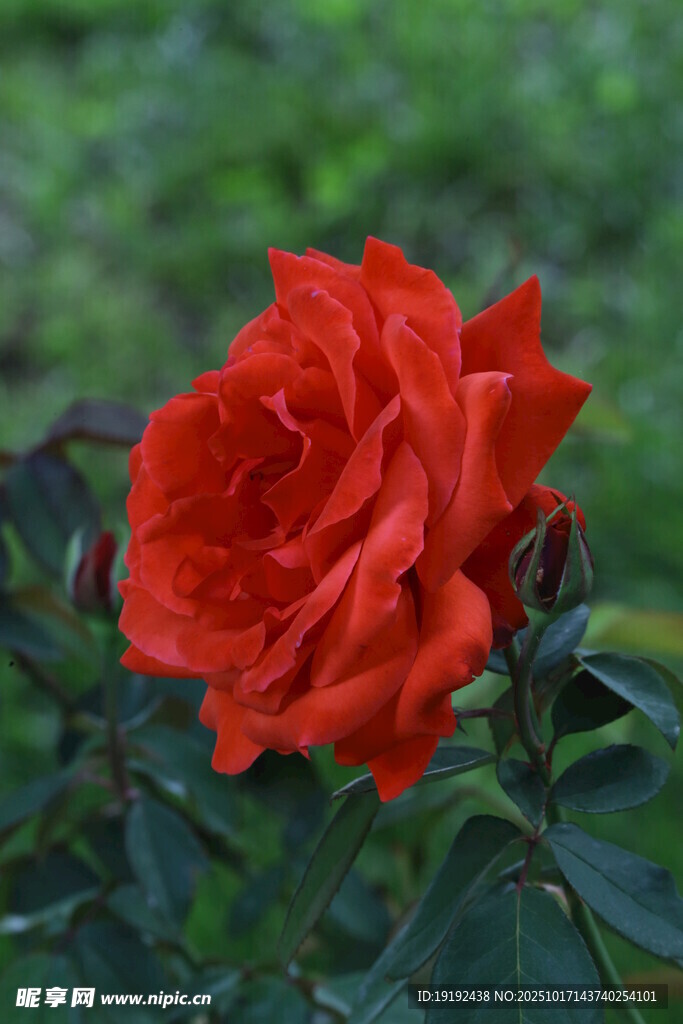 月季花  