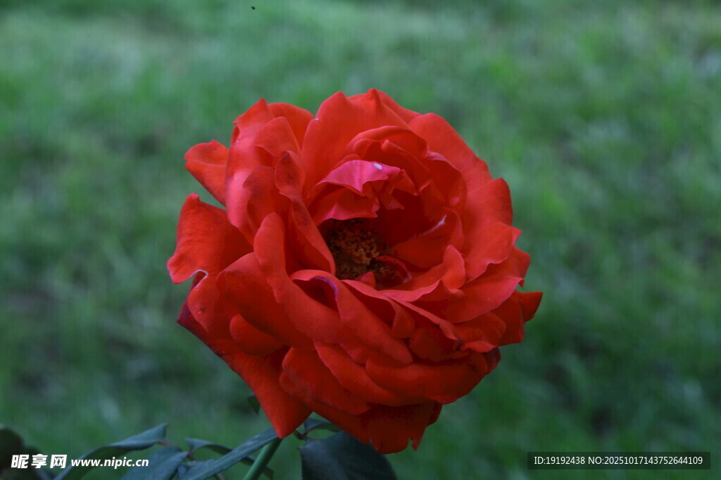月季花  
