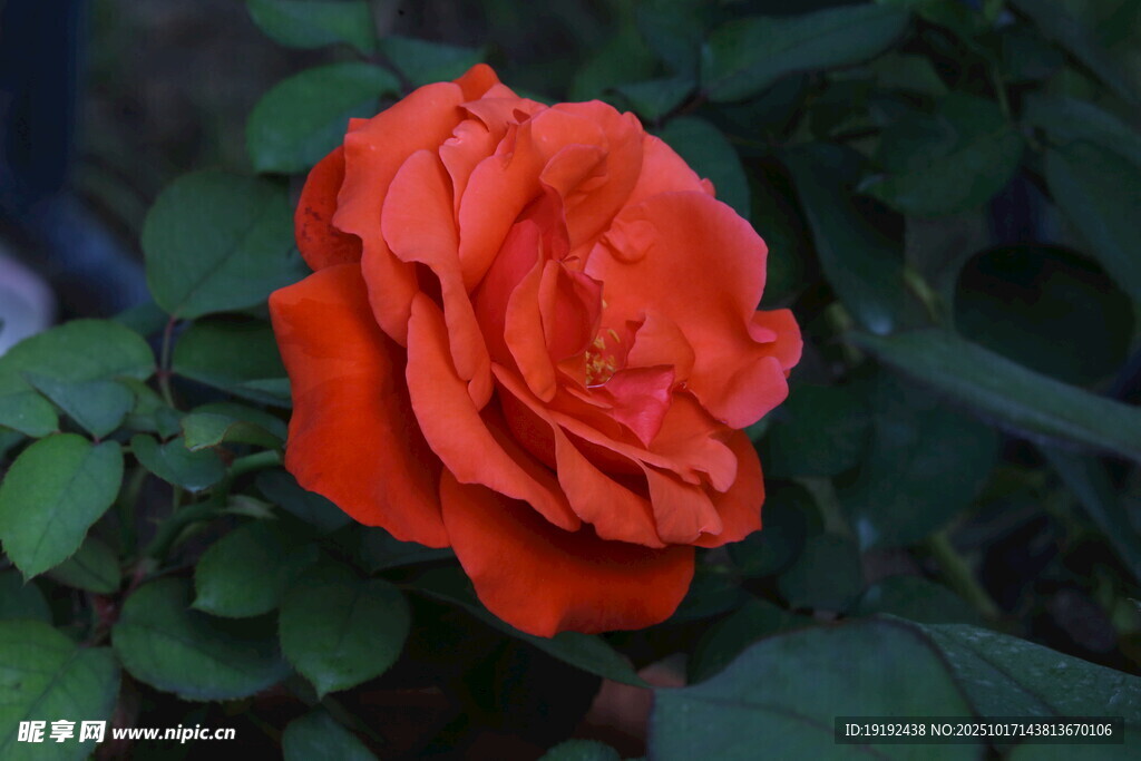月季花 