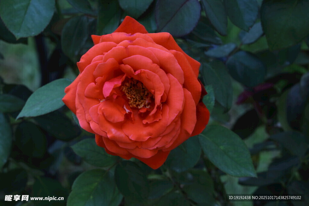 月季花  