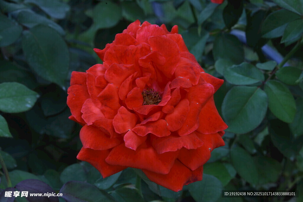 月季花 