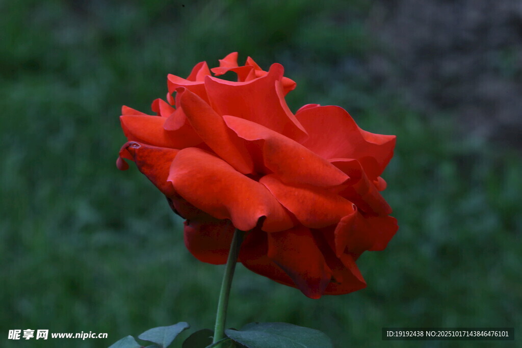月季花  