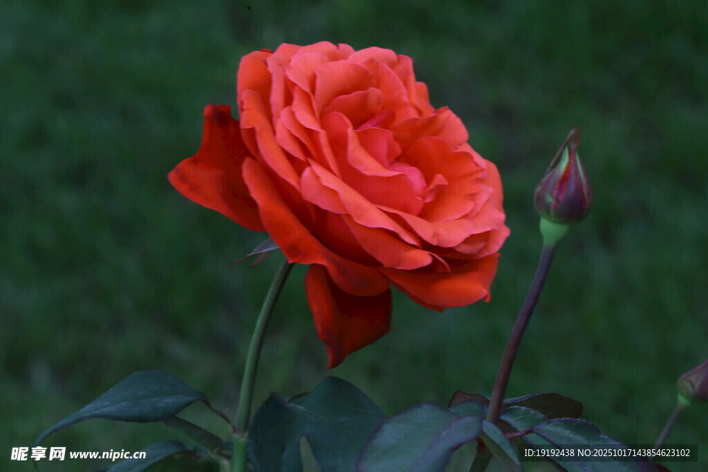 月季花 