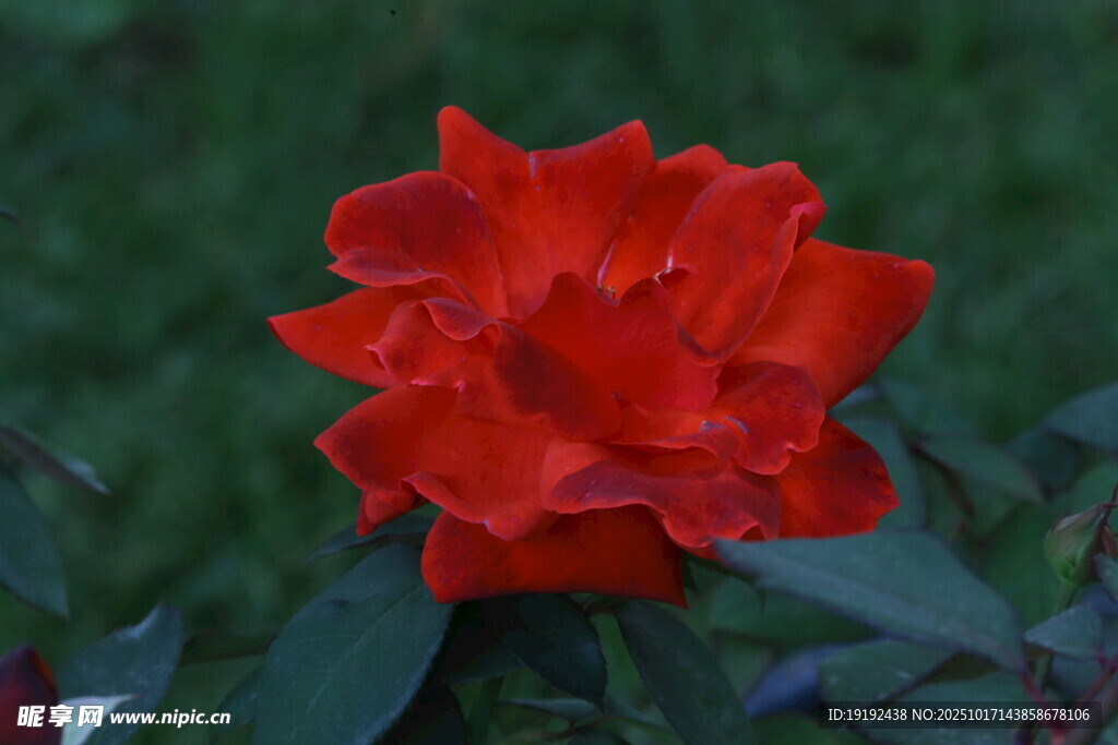 月季花  