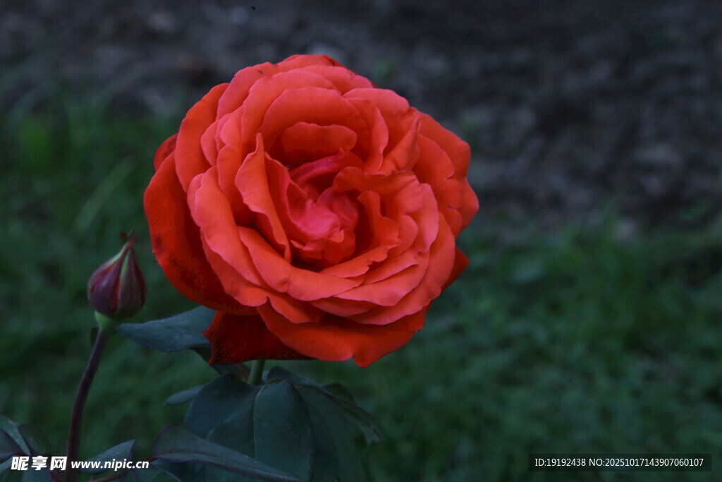 月季花  