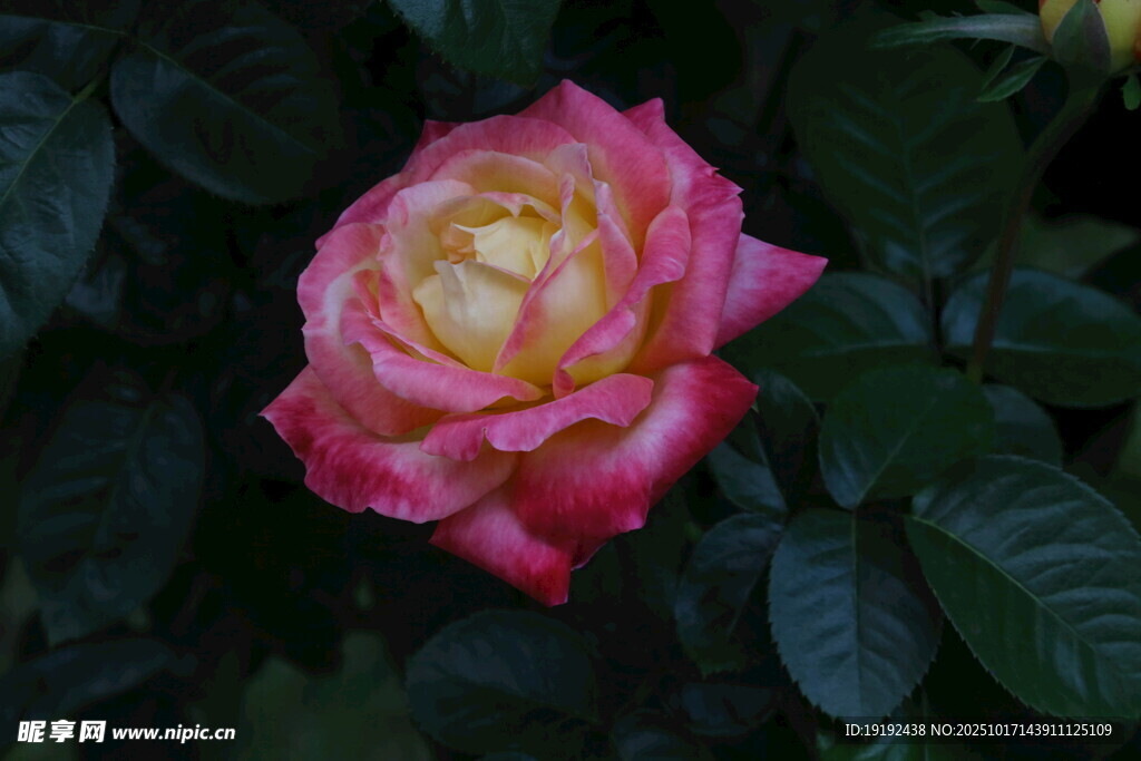 月季花 