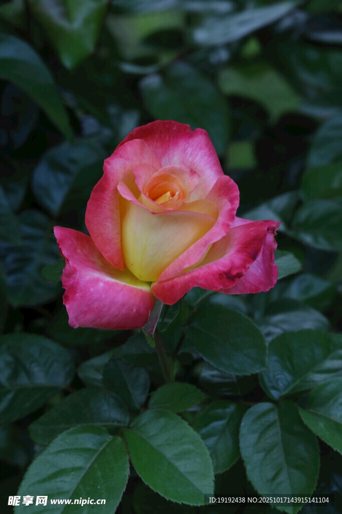 月季花 