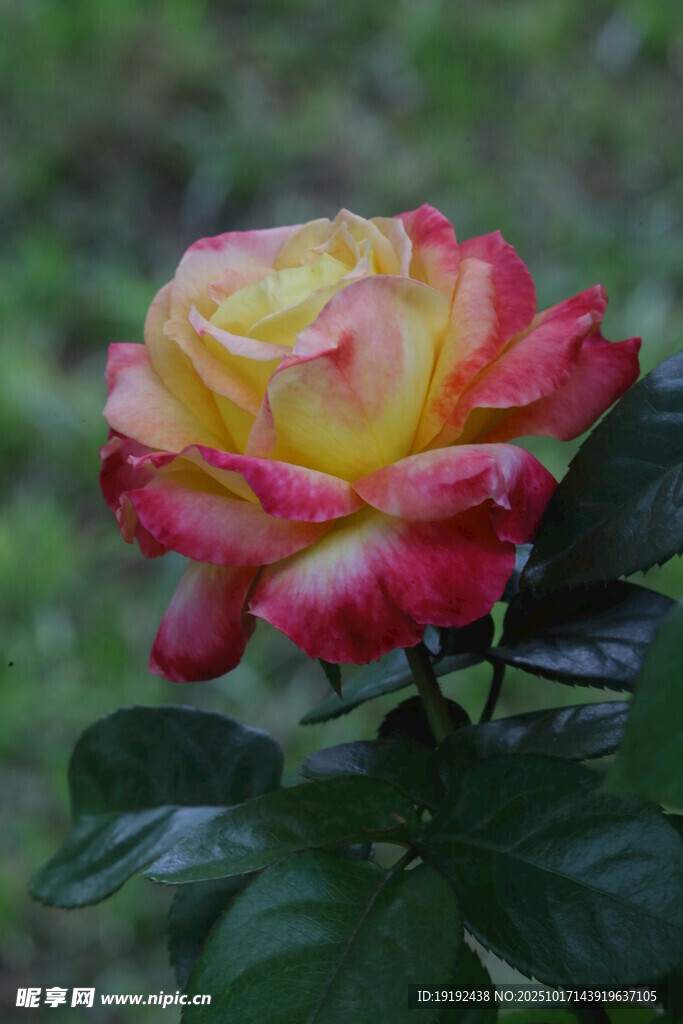 月季花 