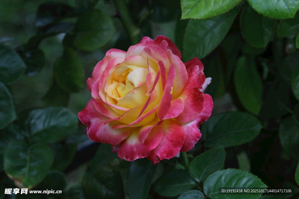 月季花 