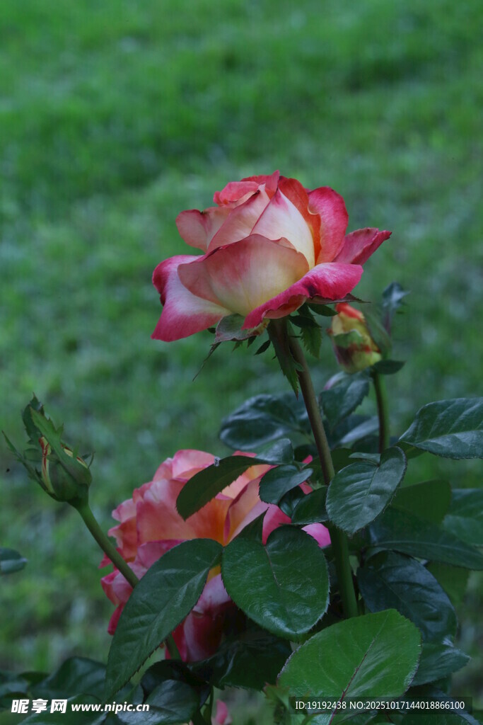 月季花 