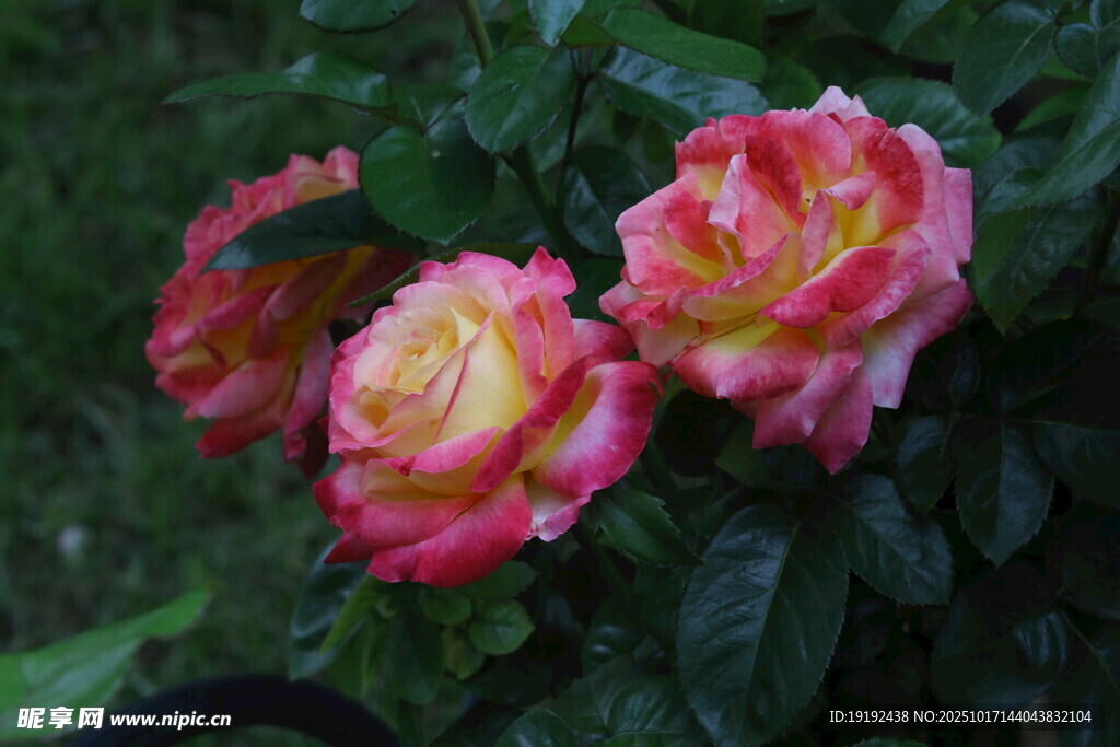 月季花 