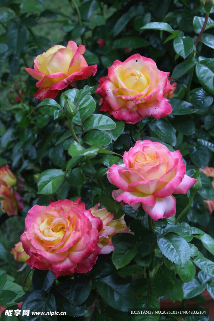 月季花  