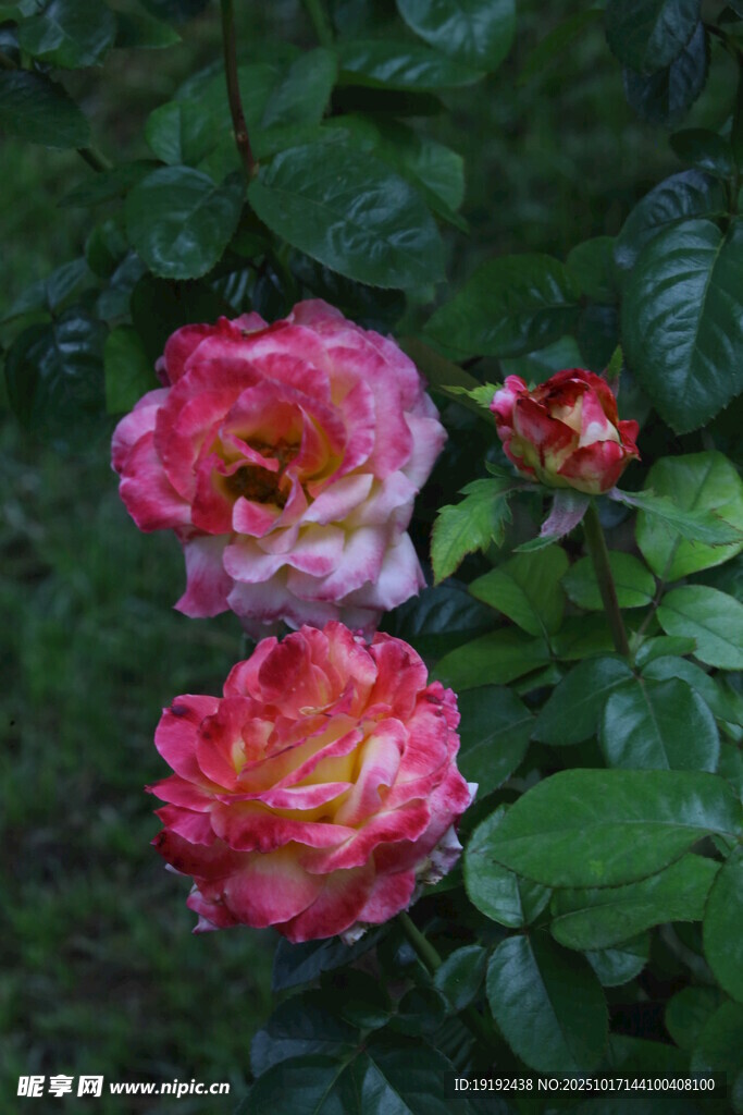 月季花  
